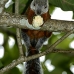 squirrel_variegated_tar_v_0248_cos0553.jpg
